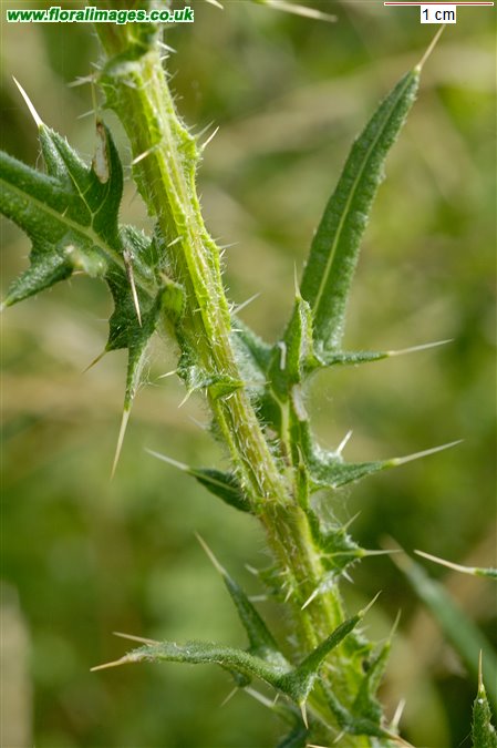 Cirsium vulgare