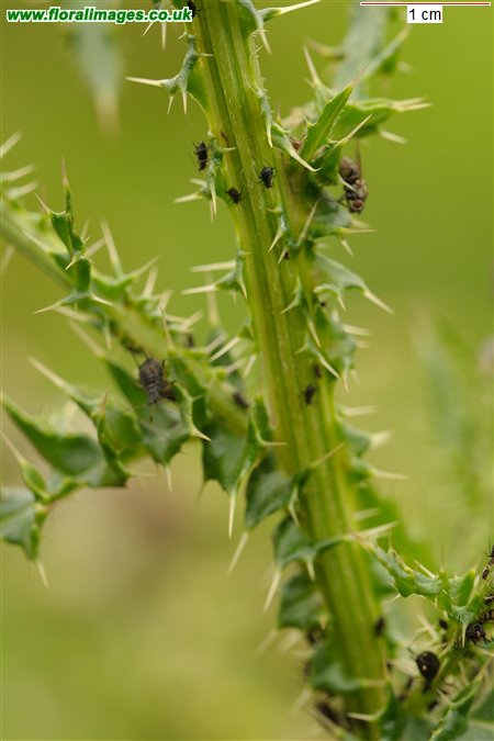 Cirsium x celakovskianum