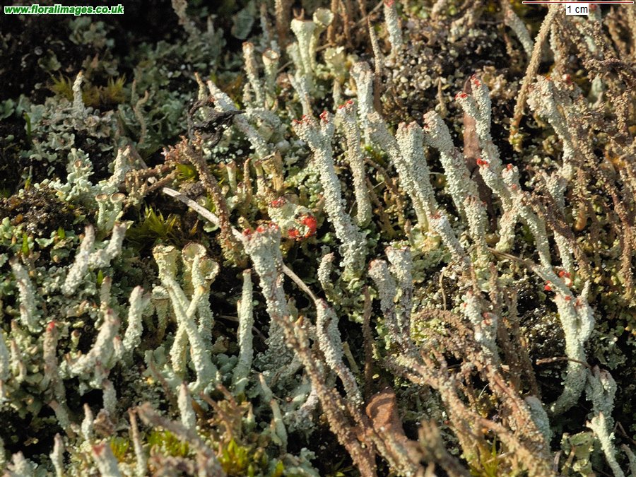 Cladonia group