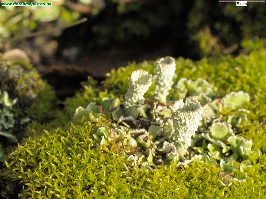 Cladonia pyxidata