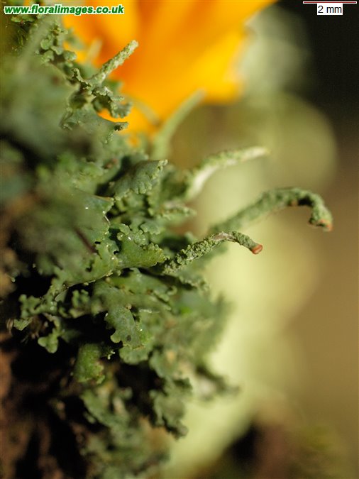 Cladonia ramulosa
