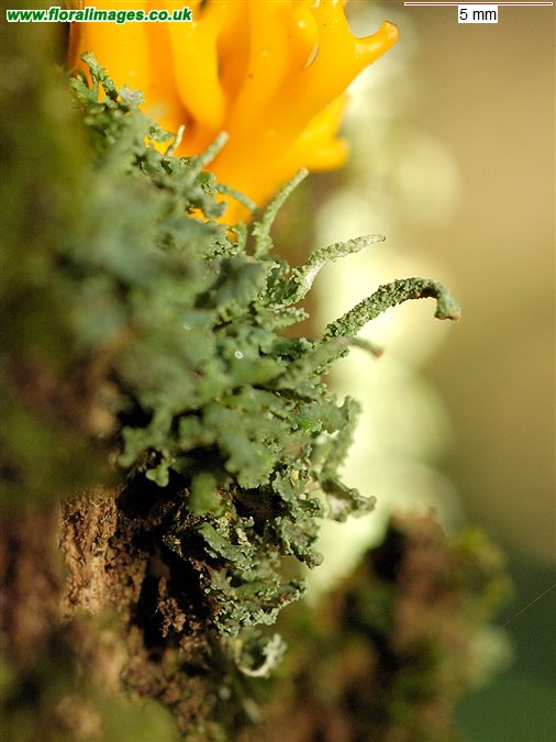 Cladonia ramulosa