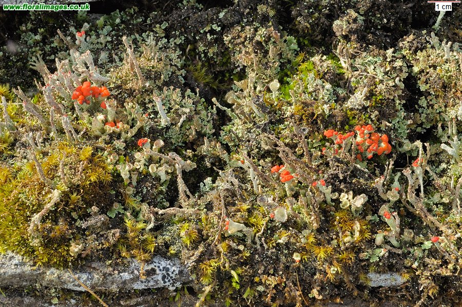 Cladonia sp.