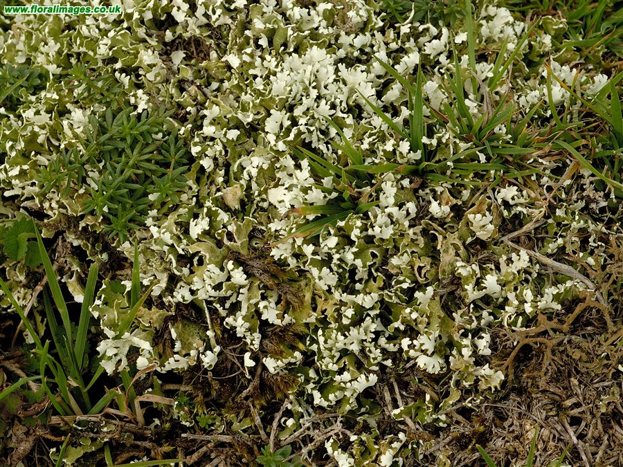 Cladonia sp.