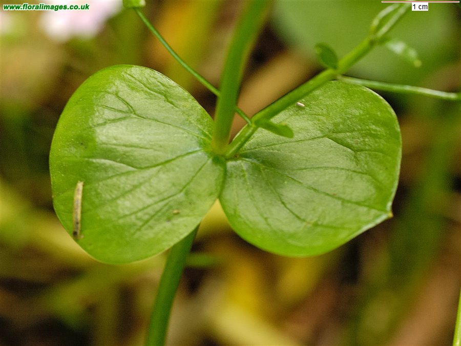 Claytonia sibirica
