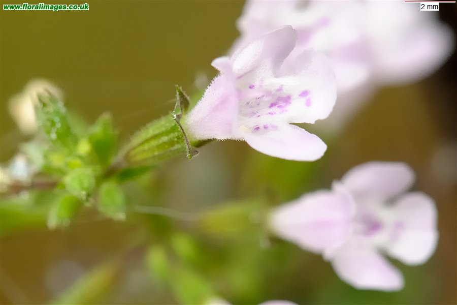 Clinopodium ascendens