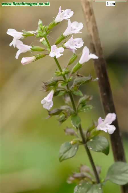 Clinopodium ascendens