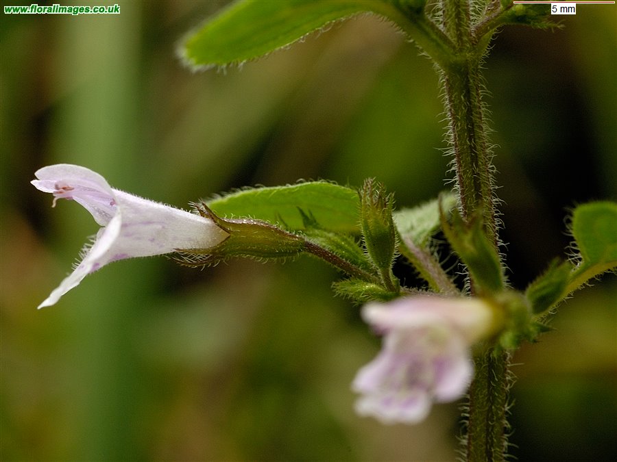 Clinopodium ascendens