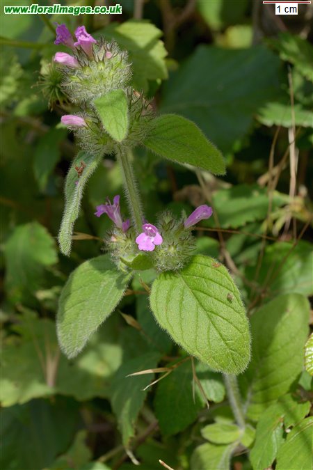 Clinopodium vulgare