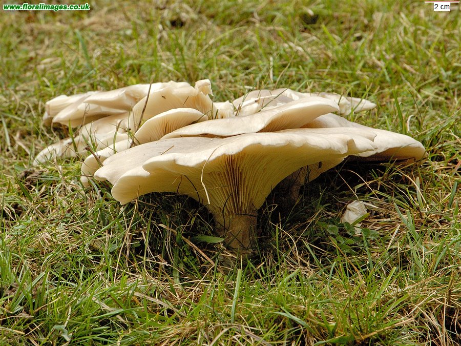 Clitocybe nebularis