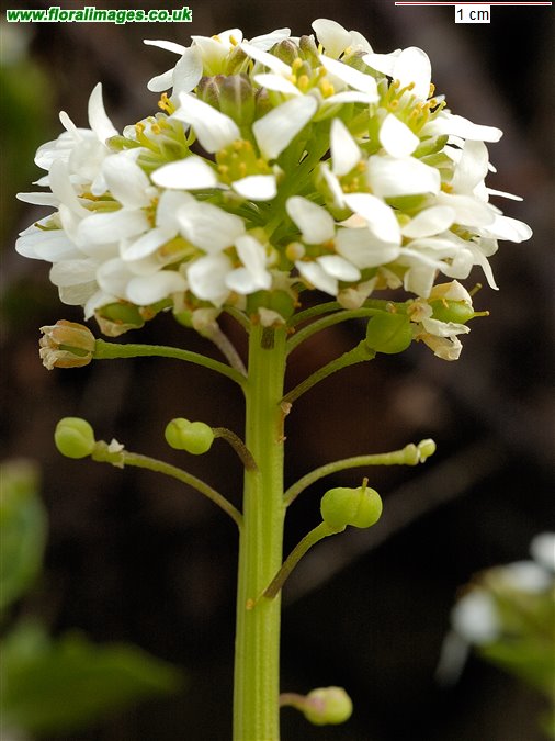 Cochlearia officinalis