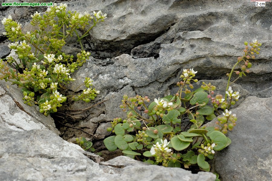 Cochlearia officinalis