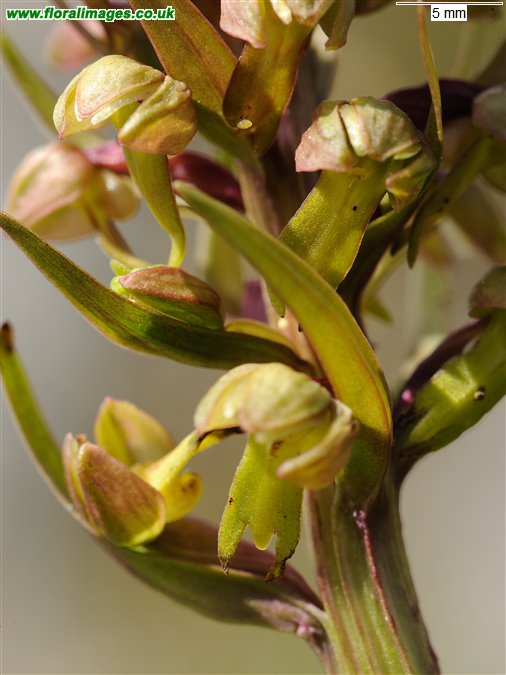 Coeloglossum viride