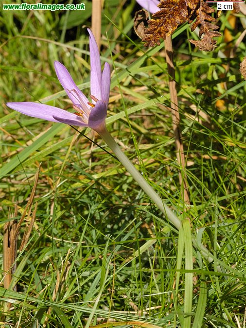Colchicum autumnale