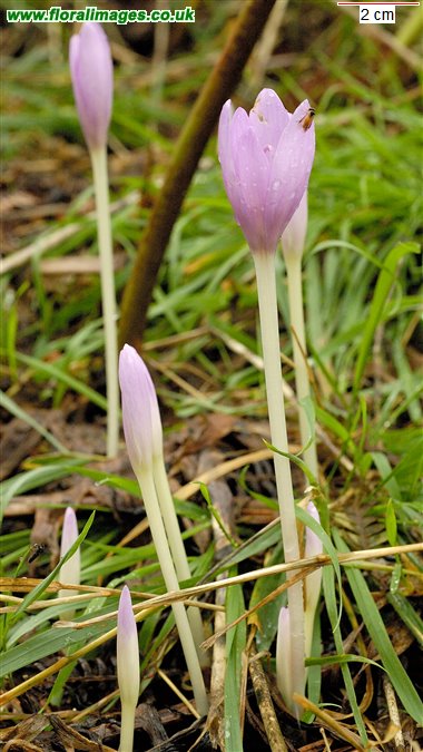 Colchicum autumnale
