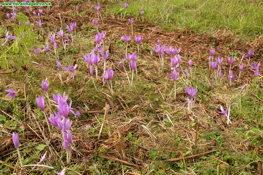 Colchicum autumnale