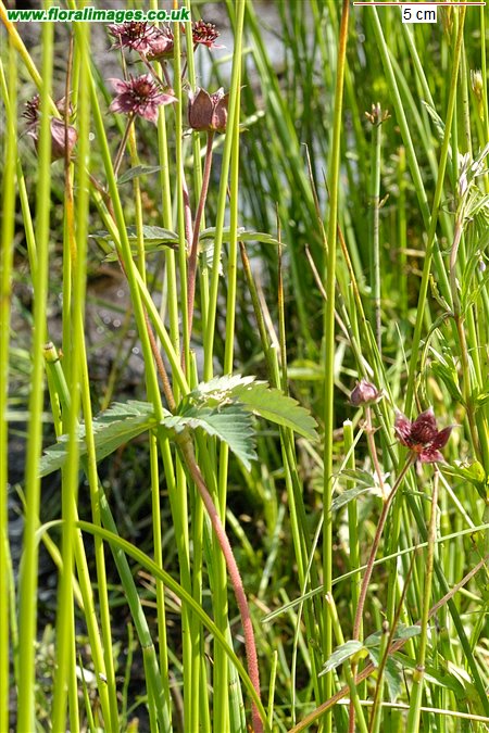 Comarum palustre