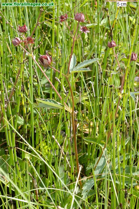 Comarum palustre