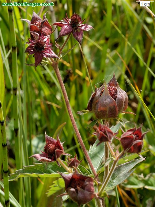 Comarum palustre