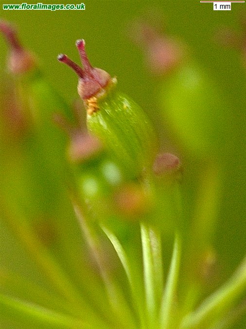 Conopodium majus