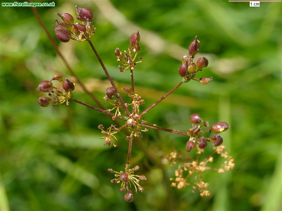 Conopodium majus