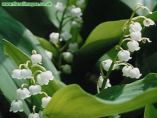 Convallaria majalis