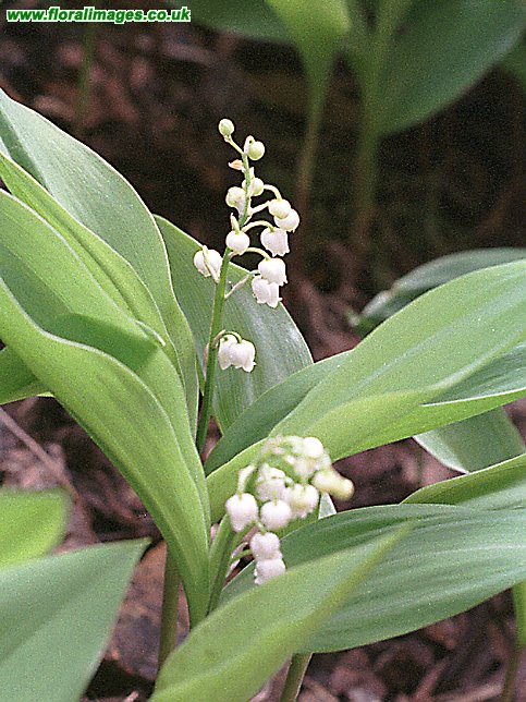 Convallaria majalis
