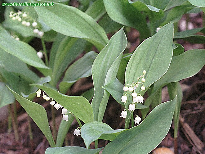 Convallaria majalis