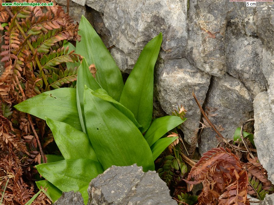 Convallaria majalis