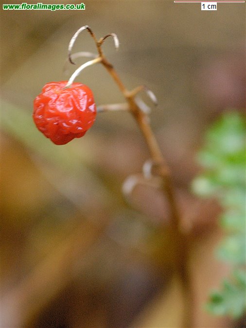Convallaria majalis