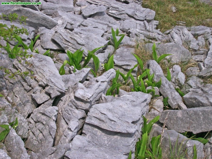 Convallaria majalis