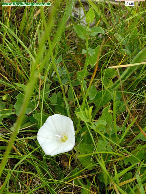 Convolvulus arvensis