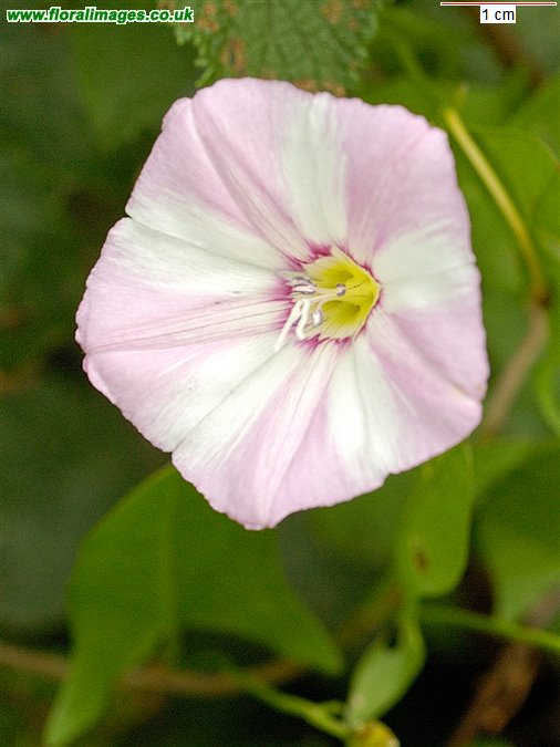Convolvulus arvensis