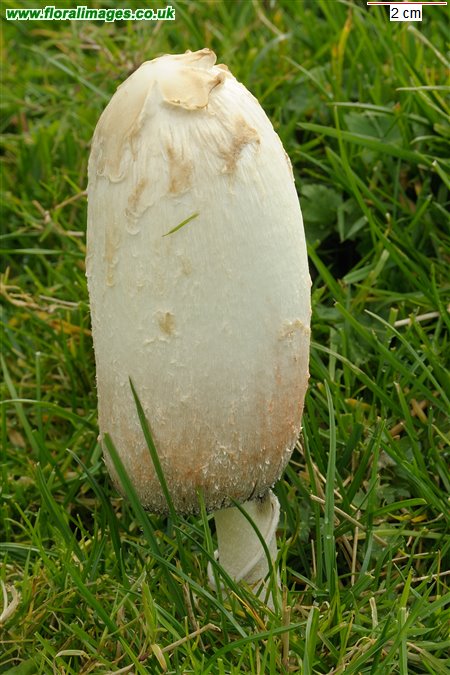 Coprinus comatus