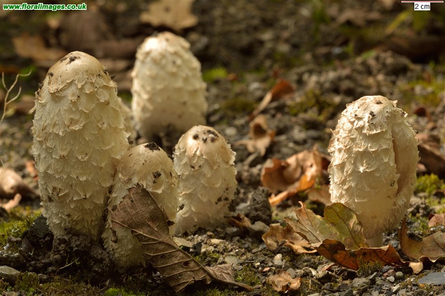 Coprinus comatus