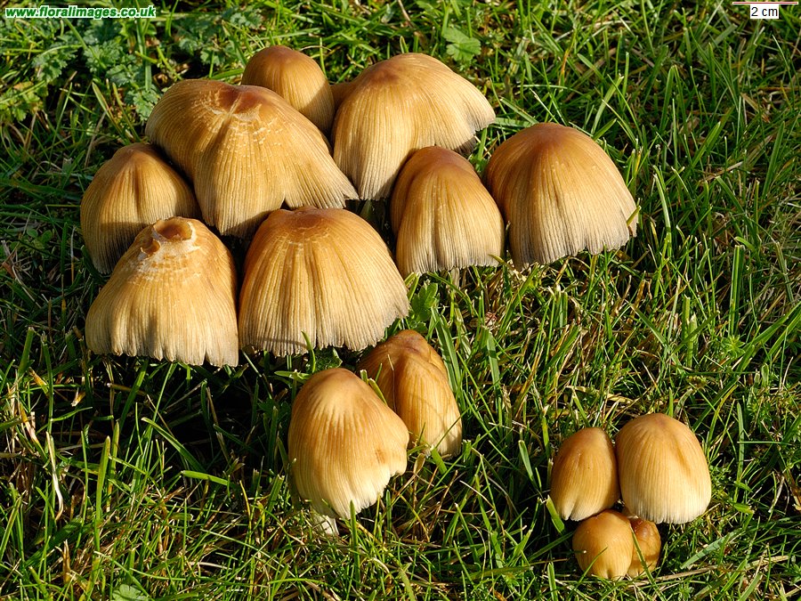 Coprinus micaceus