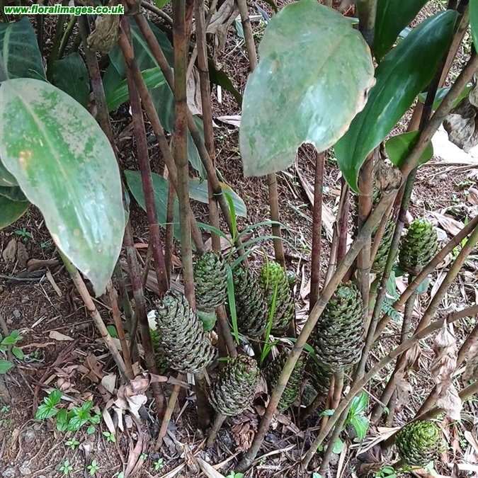 Costus dubius