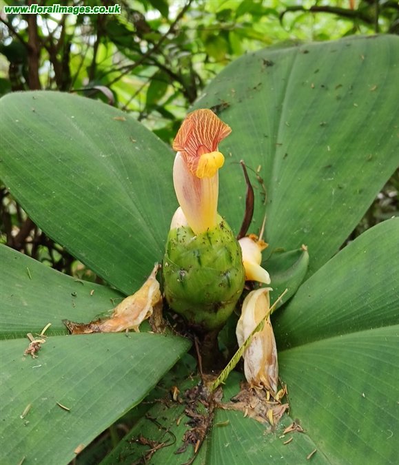 Costus elegans