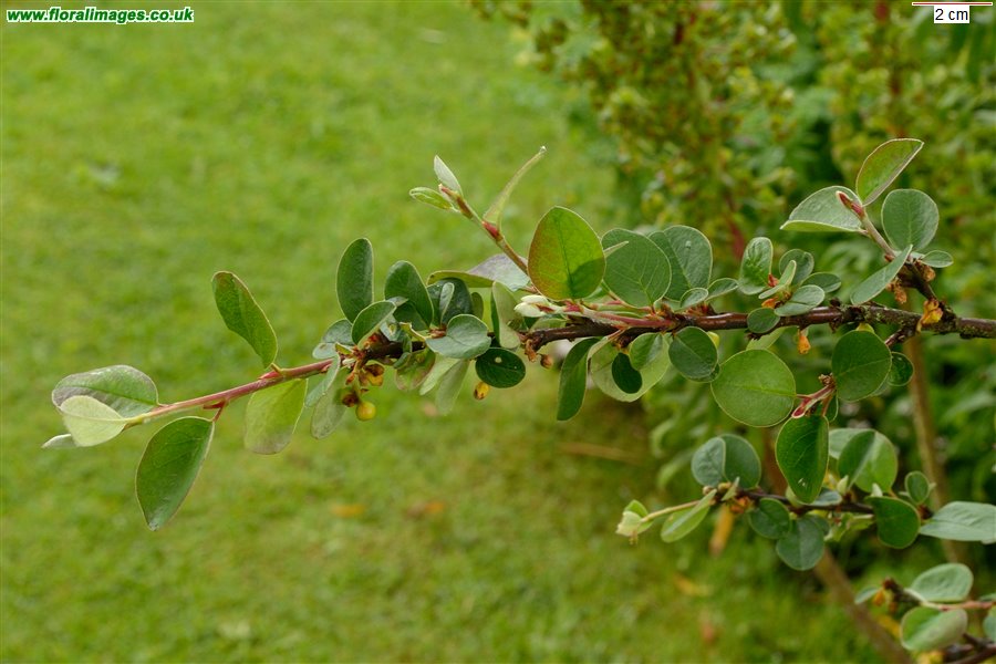 Cotoneaster cambricus