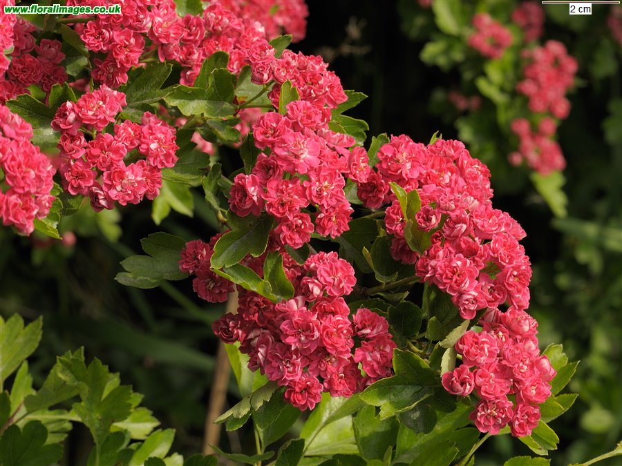 Crataegus laevigata