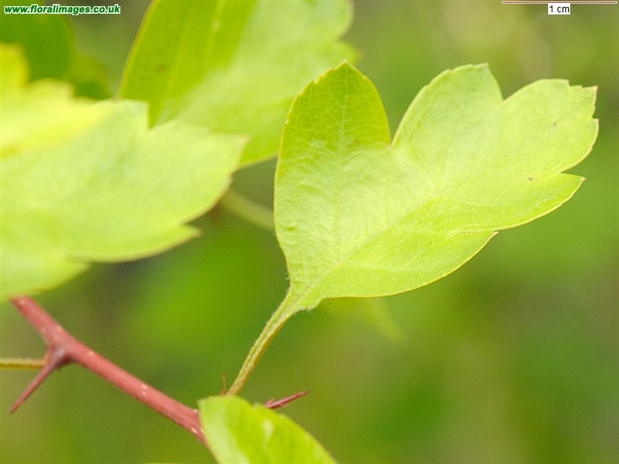 Crataegus laevigata
