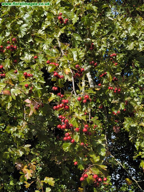 Crataegus monogyna