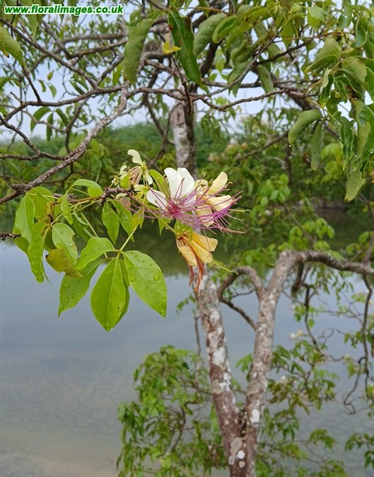 Crateva religiosa