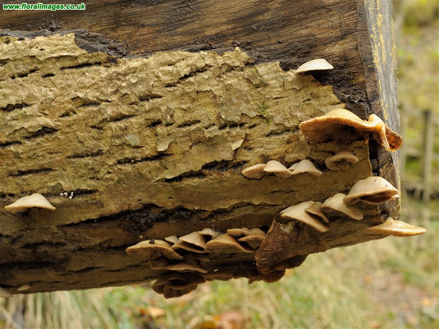 Crepidotus spp.