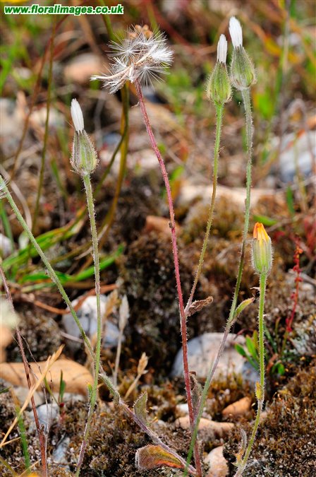 Crepis foetida