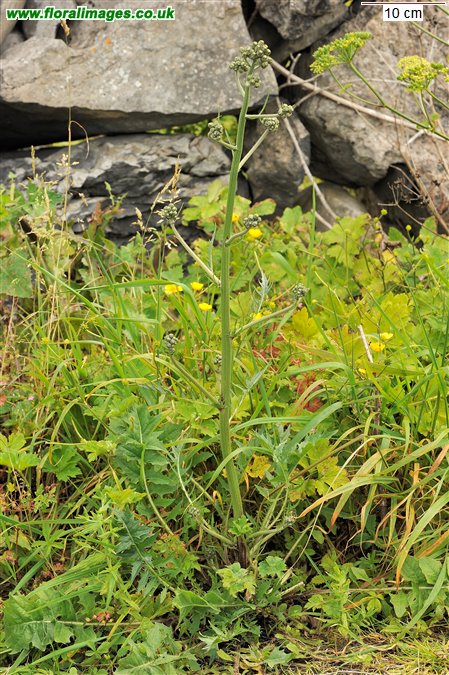 Crepis vesicaria