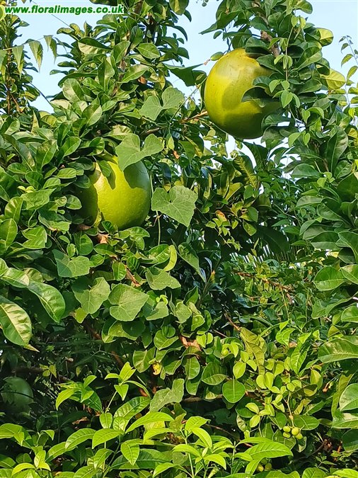 Crescentia cujete