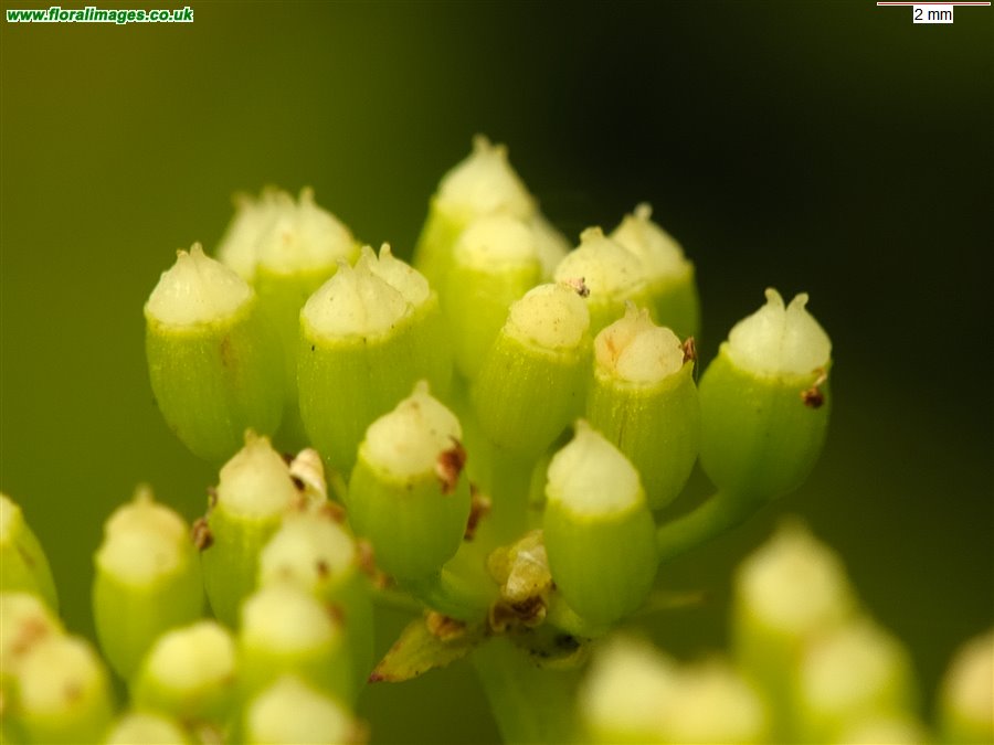 Crithmum maritimum