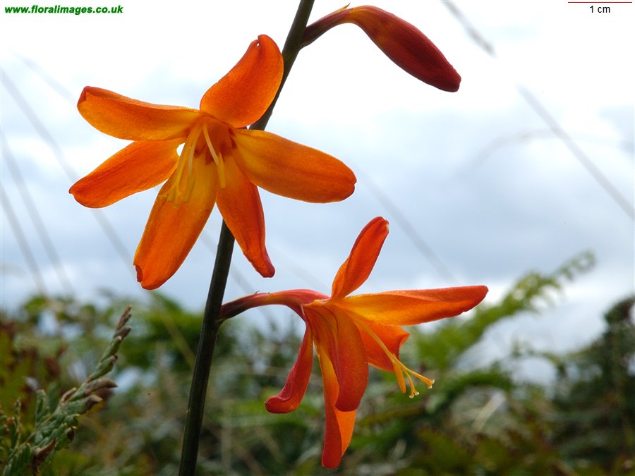 Crocosmia x crocosmiiflora