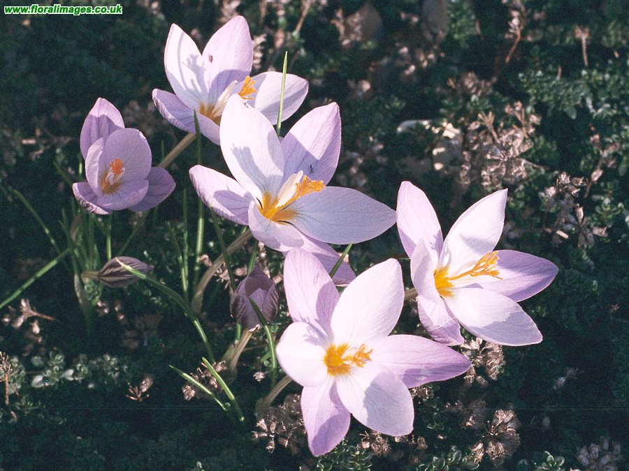 Crocus laevigatus